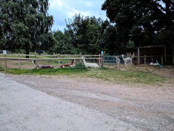 Alpacas