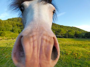 One of the ponies on the farm