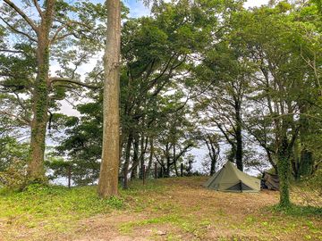 Forest floor above the sea
