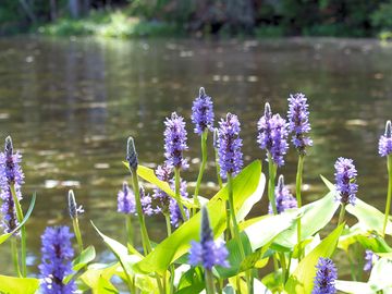Flowers on robinson's pond