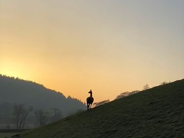 Silhouette of one of our llamas in the sunset