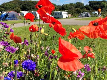 Spacious electric grass pitches