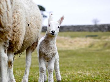 Border leicester lamb