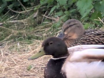 Ducks