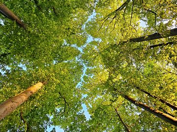 Canopy