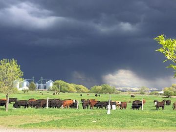 Cattle on the next-door farm