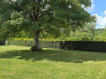 Pitches under the trees