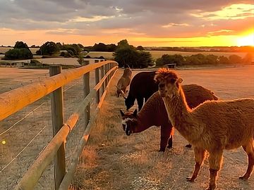 Farm animals grazing at sunset