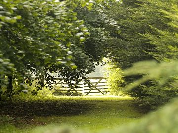 Lime avenue down to granny's wood