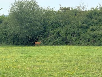 Camping field and wildlife