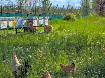 Hens and bees