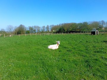 Larry the goat enjoying the may sun