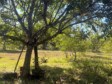 Mango trees in the park