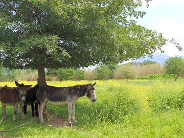 Friendly neighbours!