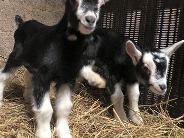 Some of this year's goat kids