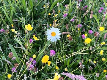 Full bloom