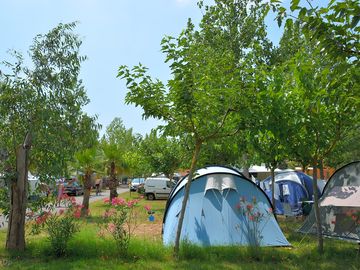 Plenty of room for your tent among the trees