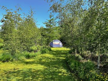 Our lovely pitches are nestled in the trees 3