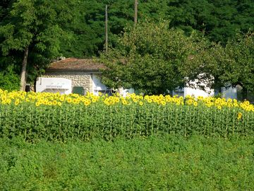 Sunflower fields nearby