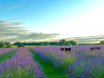 Lavender farm onsite