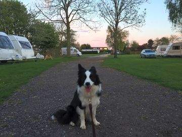 Dog-friendly site