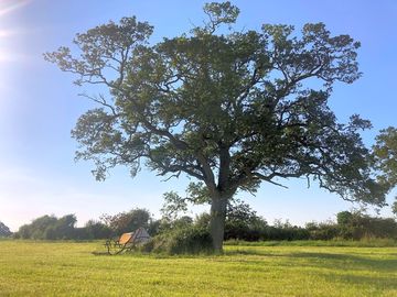 Our first customer under the oak