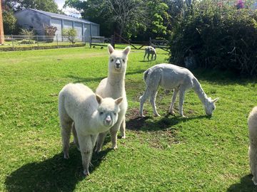 Baby alpacas
