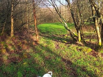 Dog-friendly camping