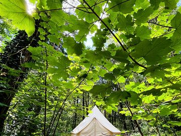 Bell tent among the trees