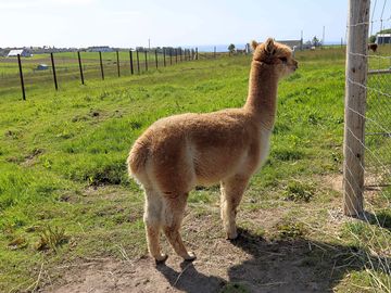 Meet the alpacas