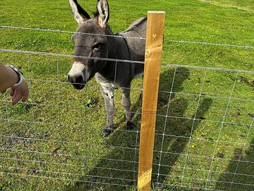 Donkey on the farm