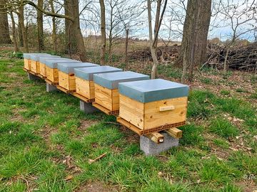 Bee hives near the pitches