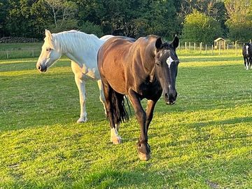 Horses