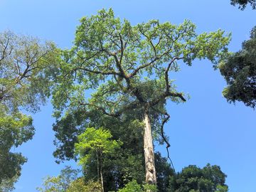 Mammoth trees