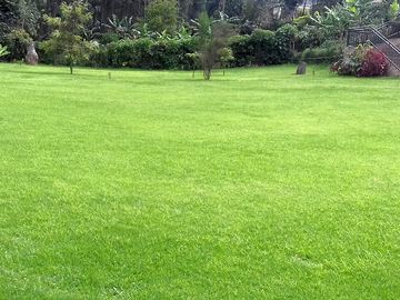 Lots of green space