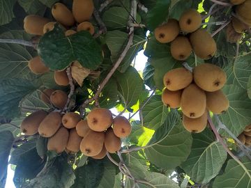 Fruit on site