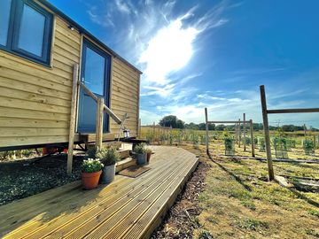 Afternoon sunny deck amongst the vines