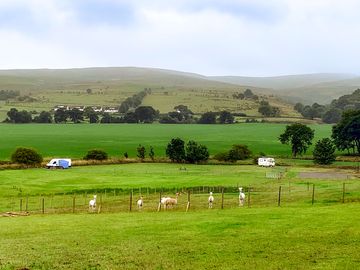 Alpacas on-site