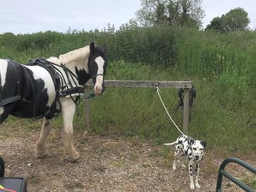 Hitching rail at the stag, west acre super ride/drive/walk