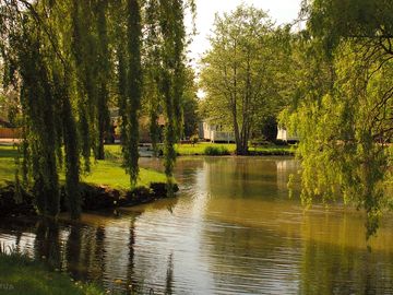 Weeping willow