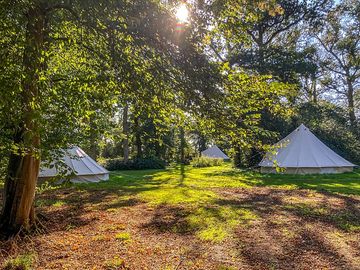Bell tents along side the woodland glade