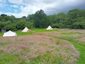 Grassland and flower meadow