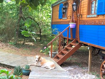 Dog-friendly site