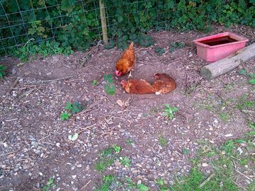 Eggs are available for your breakfast