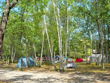 Woodland setting