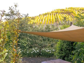 Vineyard