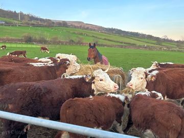 The local ladies