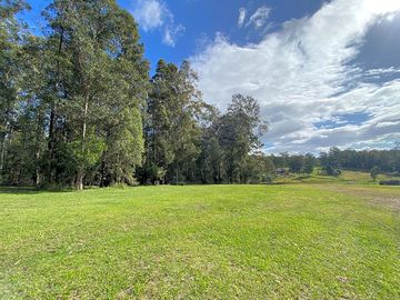 Wallaby meadows campsite