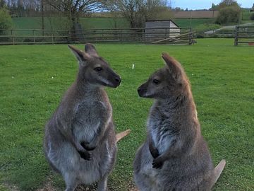 All sorts of animals to meet