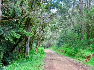 Road through the forest
